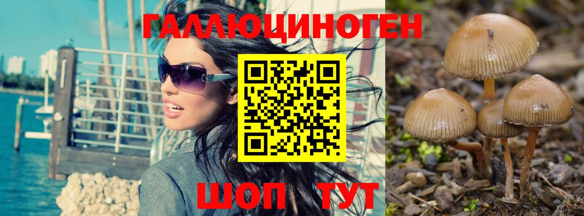 Псилоцибиновые грибы Cubensis Кириши